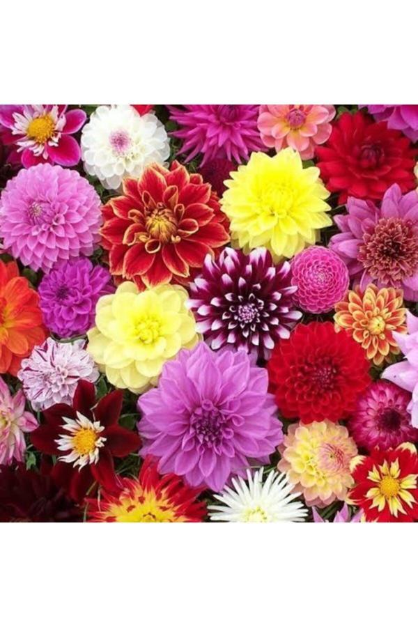 Gizemcan Çiçek Yıldız (Dahlia) Soğanı Mix - Image 1
