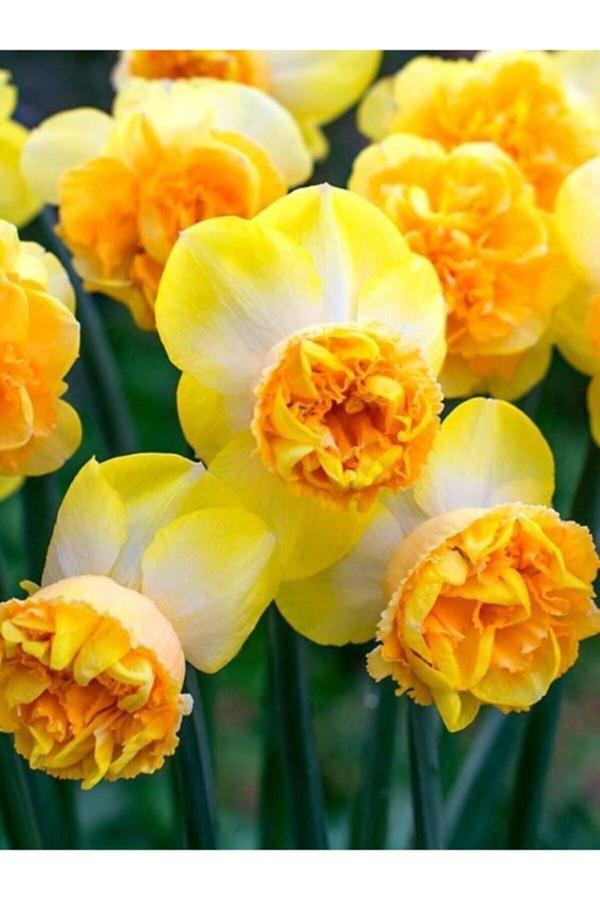 Gardenya Tohumculuk 3 Adet Mis Kokulu Nadir Renk Nergis Çiçek Soğanı - Image 1