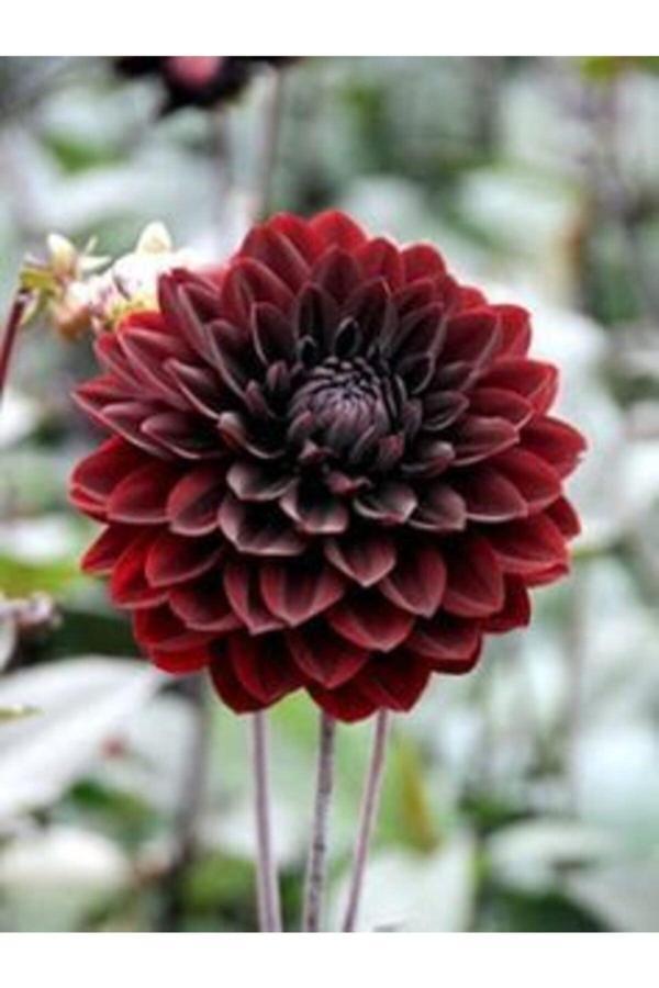 Gardenya Tohumculuk 1 Adet Bordo Renk Dekoratif Yıldız (Dahlia) Çiçek Soğanı - Image 1