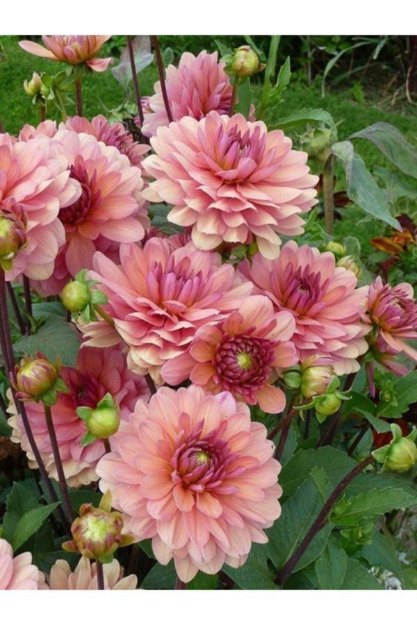 Gardenya Tohumculuk 3 Adet Yavruağzı Renk Yıldız (Dahlia) Çiçek Soğanı - Image 1