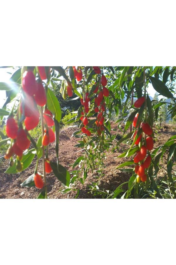 Yayla Tarım Gojiberry Fidanı (Nq 1 ) Tüplü Aşılı 12 Ay Dikim............. - Image 1