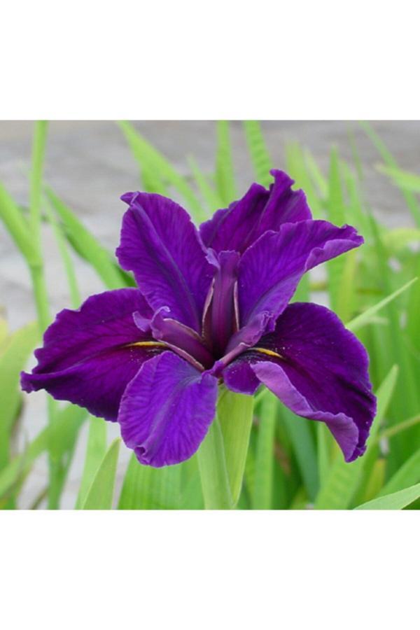 İlay Fidancılık Bordo Iris Süsen Soganı ( 2 Adet) - Image 1