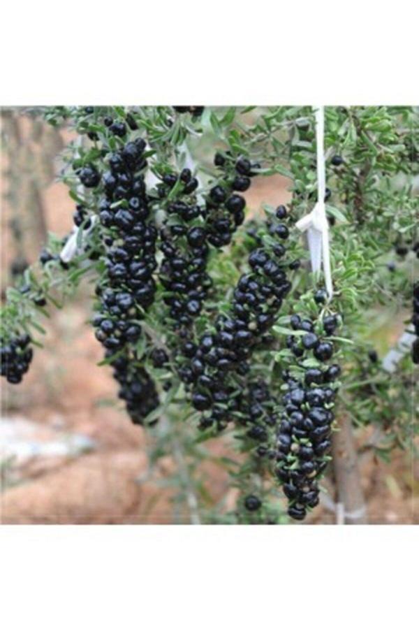 Fide Marketim Özel Çeşit Tüplü Nadir Çeşit Siyah Goji Berry Fidanı (Sınırlı Stok) - Image 1