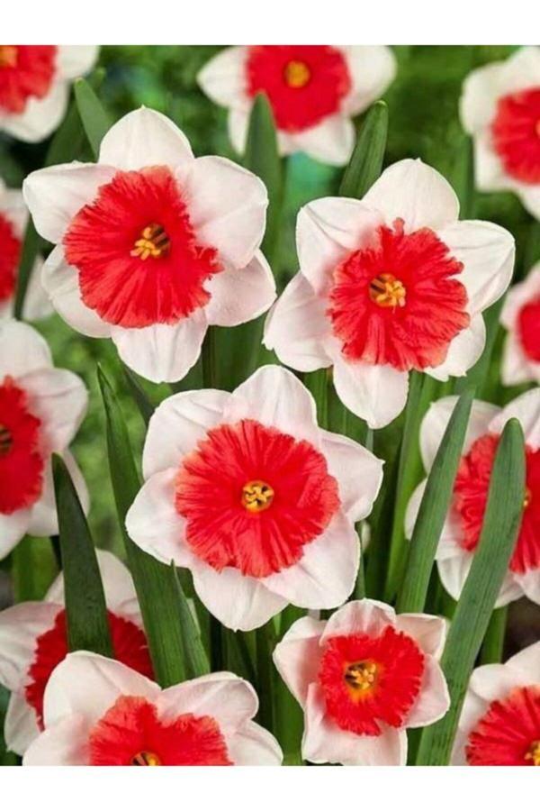 Gardenya Tohumculuk 6 Adet Katmerli Nar Çiçeği Renkli Nergis Çiçek Soğanı - Image 1