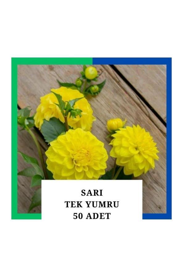 Tokasya Yıldız Çiçeği (Dahlia) Soğanı/Yumrusu - Sarı 1 Yumru (50 Adet) - Image 1