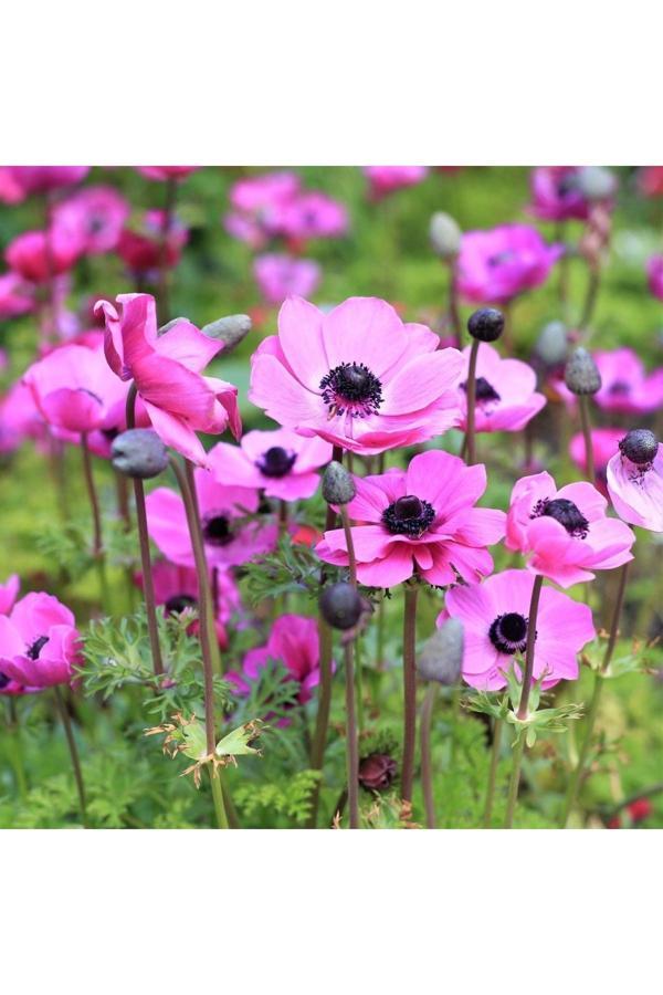 Gardenya Tohumculuk 3 Adet Pastel Pink Coronaria Anemon Çiçeği Soğanı - Image 1
