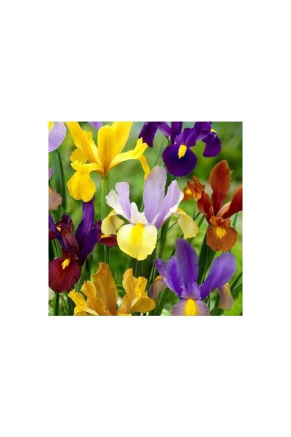 Vipfoni Golden Beauty Iris Süsen Soğanı -50 Adet - Image 1