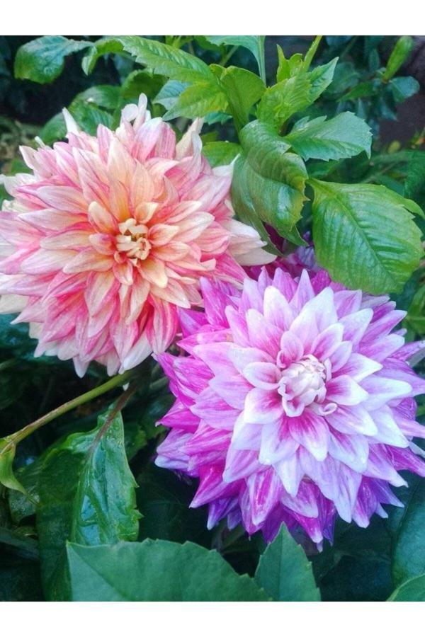 Fidansa 20 Adet Karışık Renk Yıldız (Dahlia) Çiçek Soğanı... - Image 1