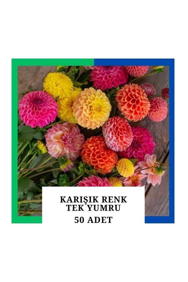 Tokasya Yıldız Çiçeği (Dahlia) Soğanı/Yumrusu - Karışık 1 Yumru (50 Adet) - Image 1