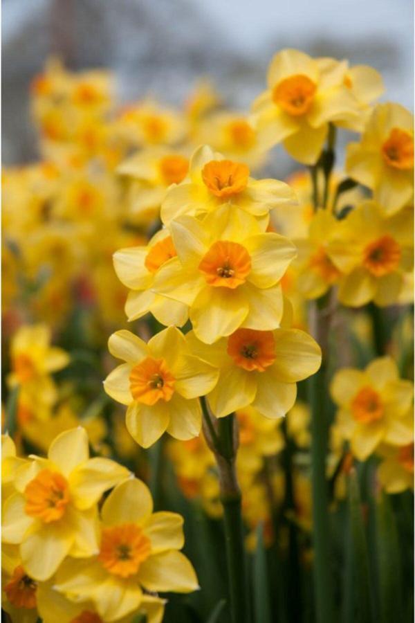 Gardenya Tohumculuk 6 Adet Sarı Renkli Nergis Çiçeği Soğanı - Image 1