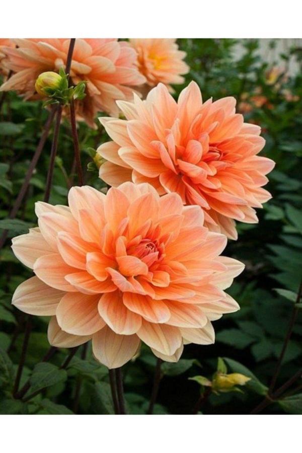 Gardenya Tohumculuk 1 Adet Yavruağzı Renk Yıldız Çiçek Soğanı - Image 1