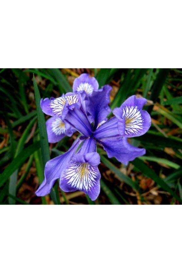 Gardenya Tohumculuk 1 Adet Bebe Mavisi Iris Douglasiana Çiçek Soğanı - Image 1