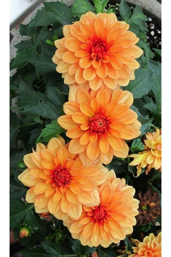 Gardenya Tohumculuk 1 Adet Turuncu Yıldız Çiçek Soğanı - Image 1