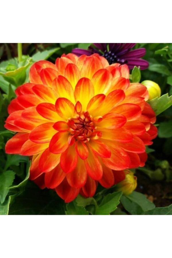 İlay Fidancılık Turuncu Sarı Göbekli Dahlia Yıldız Çiçegi Soganı (2 Adet) - Image 1
