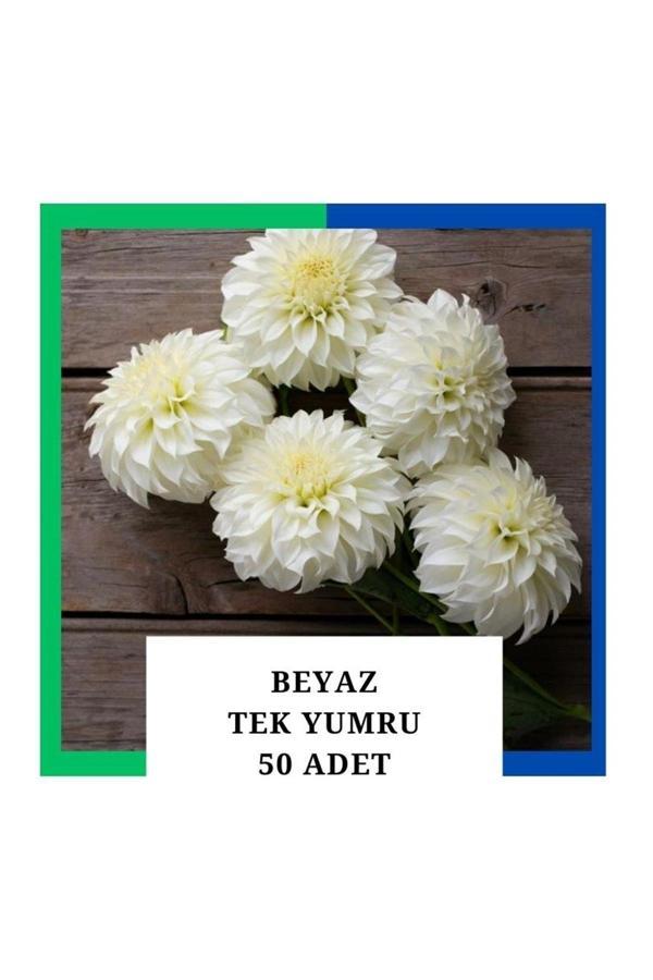 Tokasya Yıldız Çiçeği (Dahlia) Soğanı/Yumrusu - Beyaz 1 Yumru (50 Adet) - Image 1
