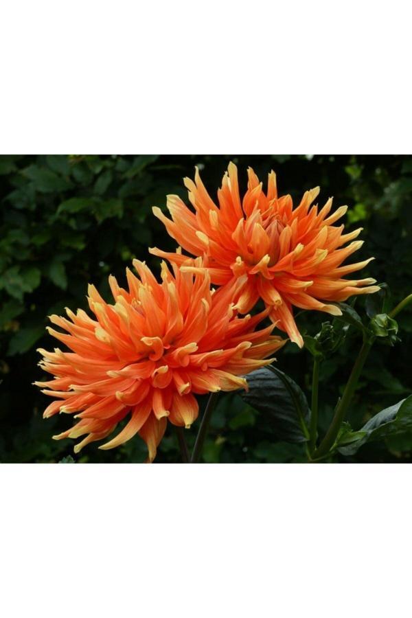 İlay Fidancılık Turuncu Dahlia Yıldız Çiçegi Soganı ( Adet) - Image 1