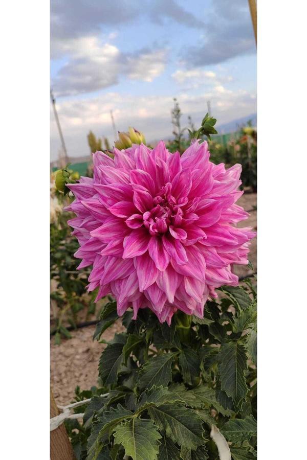 Fidansa Pembe Dahlia Yıldız Çiçeği Soğanı Yumrusu... - Image 1