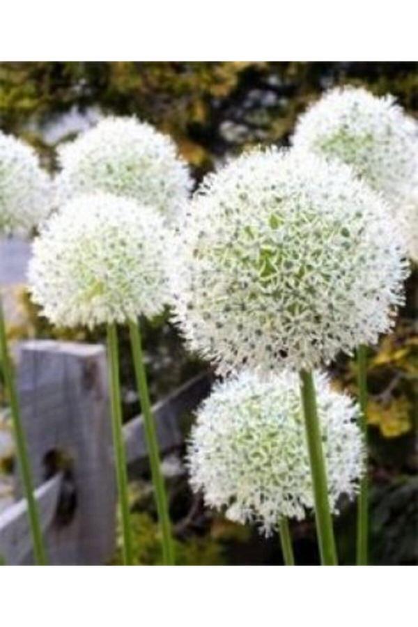 Gardenya Tohumculuk 2 Adet Kar Topu Allium Wizard Çiçeği Soğanı - Image 1