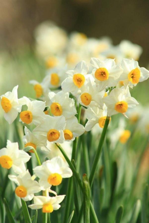 Gardenya Tohumculuk 3 Adet Karışık Renkli Kokulu Nergis Çiçeği Soğanı - Image 1