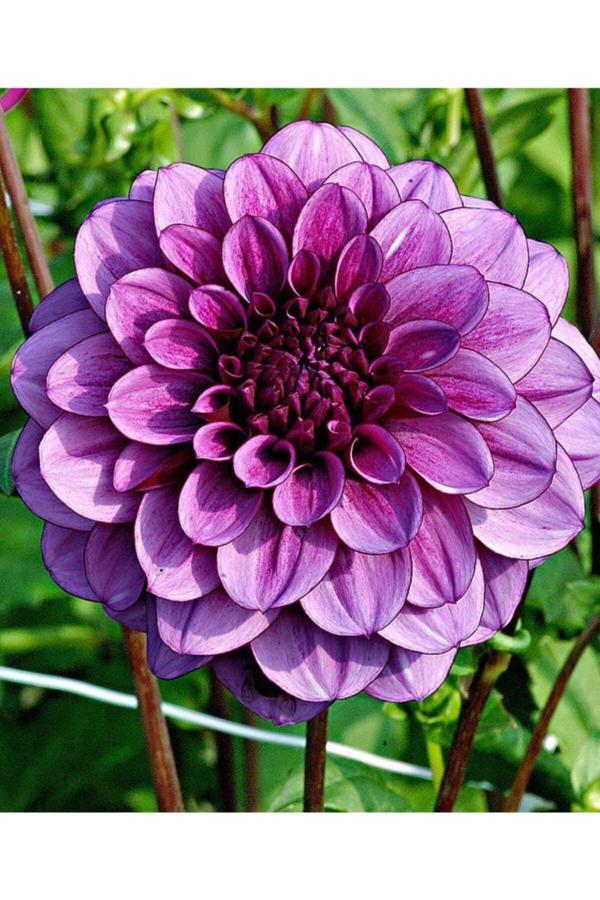 Gardenya Tohumculuk 1 Adet Mor Yıldız (Dahlia) Çiçek Soğanı - Image 1
