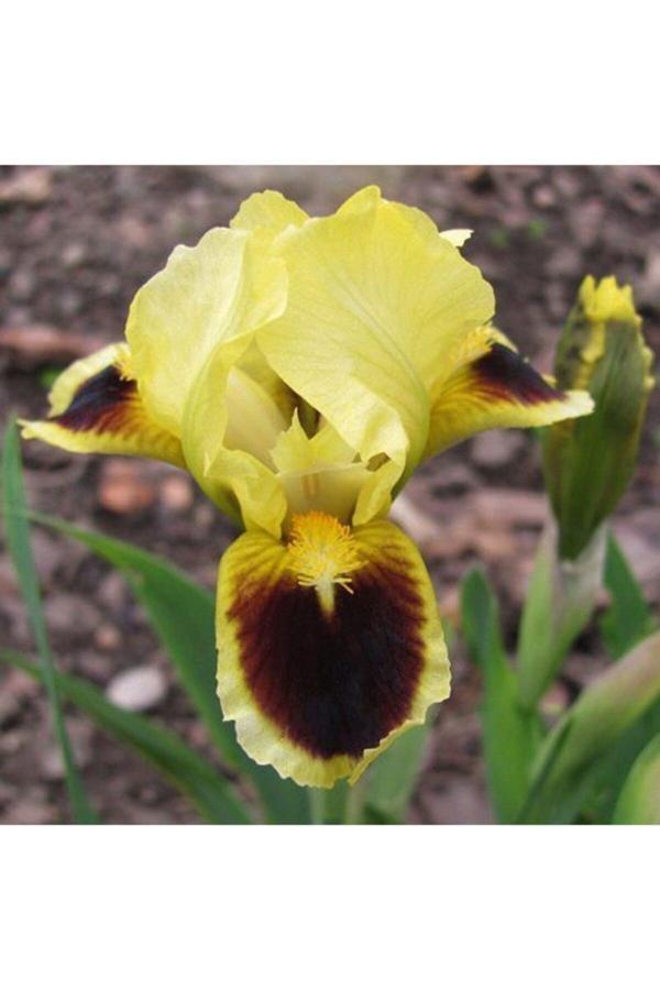 Gardenya Tohumculuk 2 Adet Sarı-Kahve Iris (Süsen) Çiçeği Soğanı - Image 1