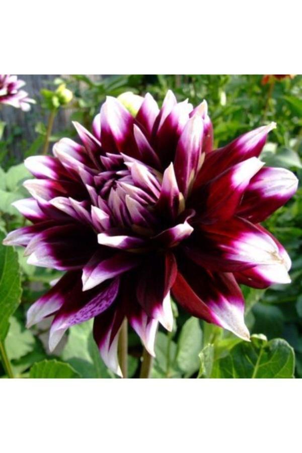 Fmt Tohumculuk 2 Adet Ithal Yıldız Çiçeği Soğanı (Dahlia) - Image 1