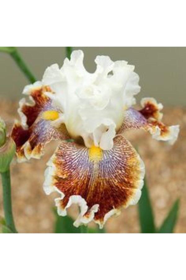 Gardenya Tohumculuk 2 Adet Sütlü Kahve Iris Germenica Çiçek Soğanı - Image 1
