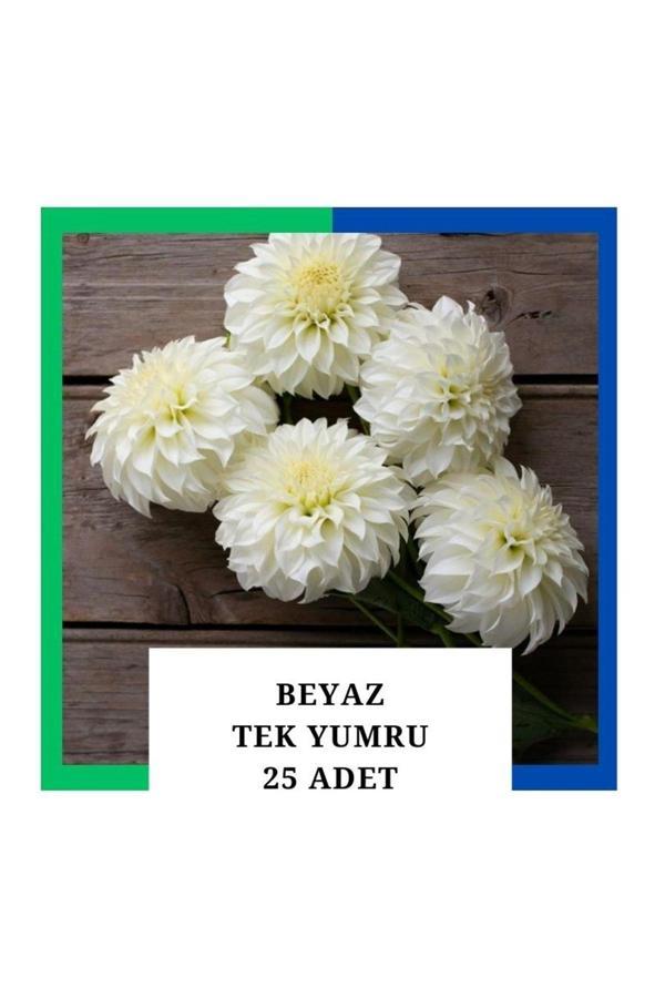 Tokasya Yıldız Çiçeği (Dahlia) Soğanı/Yumrusu - Beyaz 1 Yumru 25 Adet - Image 1