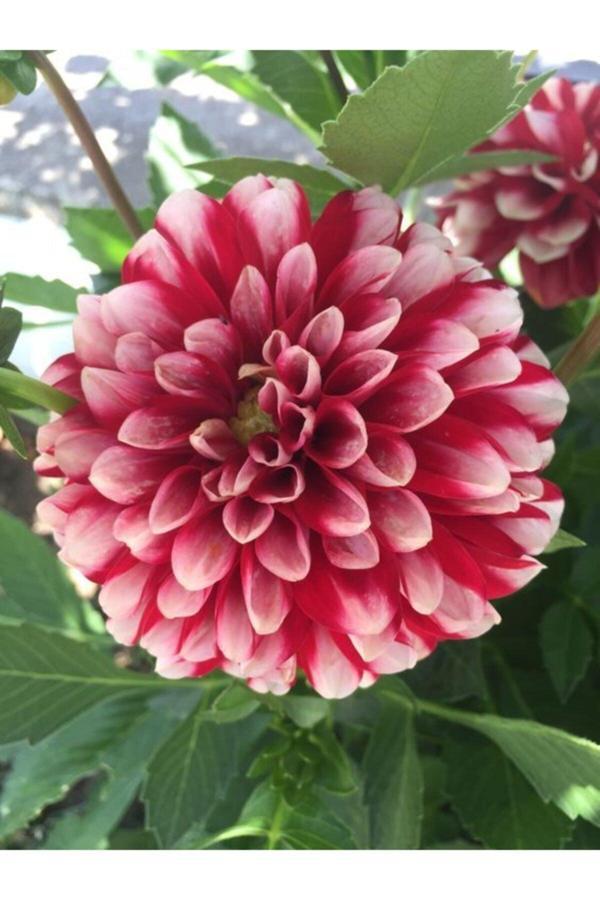 Fmt Tohumculuk 2 Adet Öel Renkli Yıldız Çiçeği Soğanı (Dahlia) - Image 1