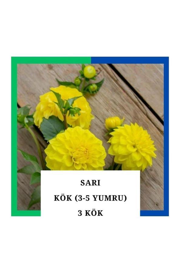 Tokasya Yıldız Çiçeği (Dahlia) Soğanı/Yumrusu - Sarı 4-5 Yumru (3 Adet) - Image 1