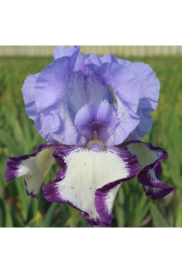 Gardenya Tohumculuk 2 Adet Özel Renkli Iris (Süsen) Çiçeği Soğanı - Image 1