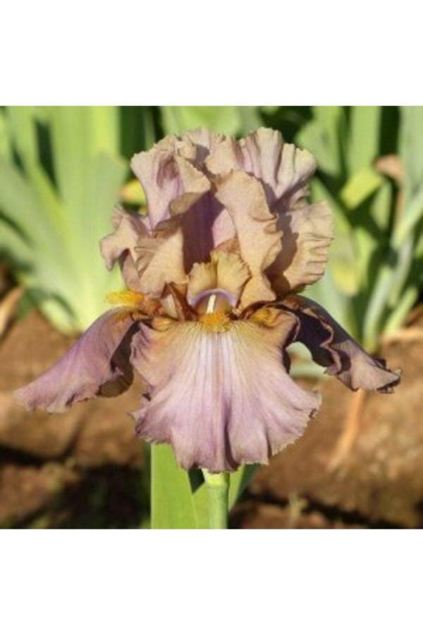 Gardenya Tohumculuk 2 Adet Sütlü Kahve Iris (Süsen) Çiçeği Soğanı - Image 1
