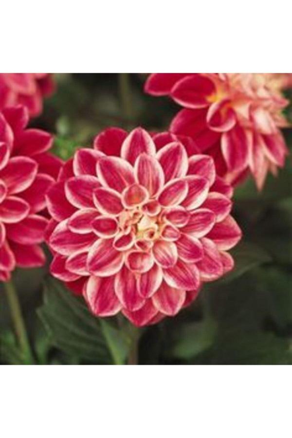 Gardenya Tohumculuk 2 Adet Degrade Dinnerplate Dahlia Yıldız Çiçek Soğanı - Image 1
