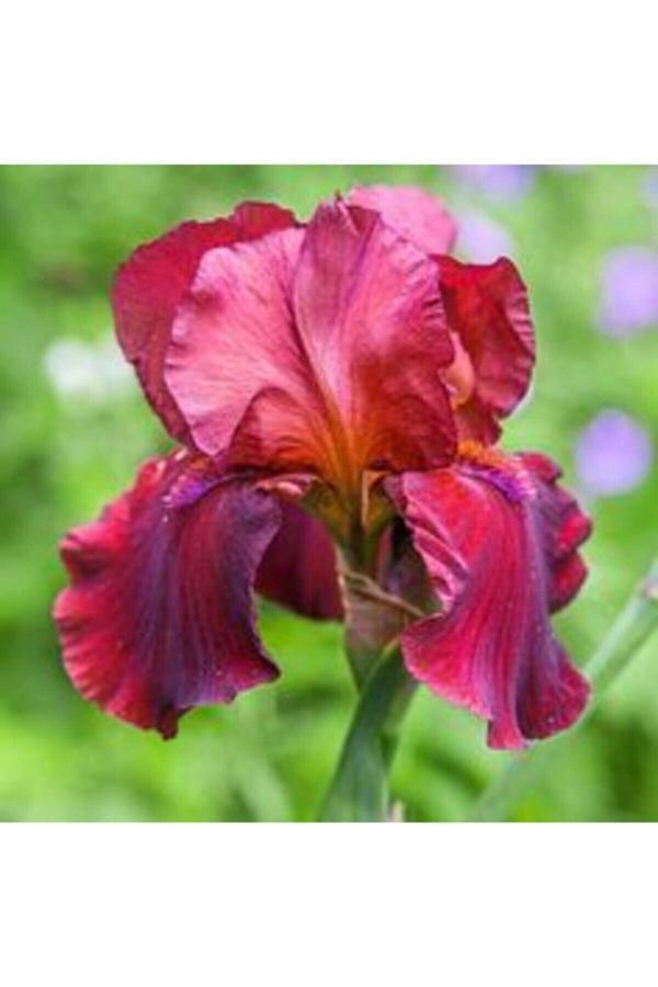 Gardenya Tohumculuk 2 Adet Fuşya Renk Iris (Süsen) Germanica Çiçek Soğanı - Image 1