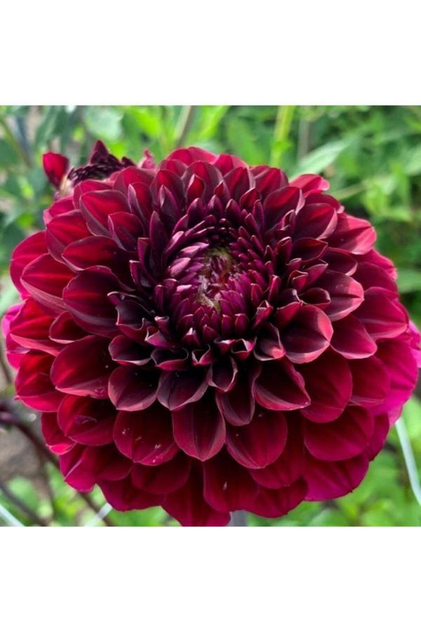 İlay Fidancılık Koyu Bordo Dahlia Yıldız Çiçegi Soganı 2 Adet - Image 1