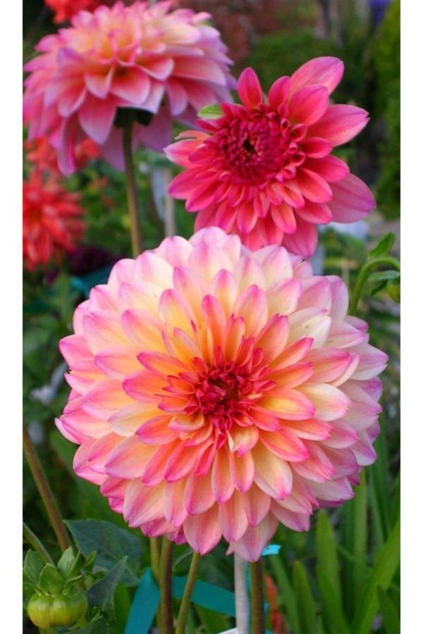 Gardenya Tohumculuk Pembe Yıldız Çiçek Soğanı 1 Adet - Image 1