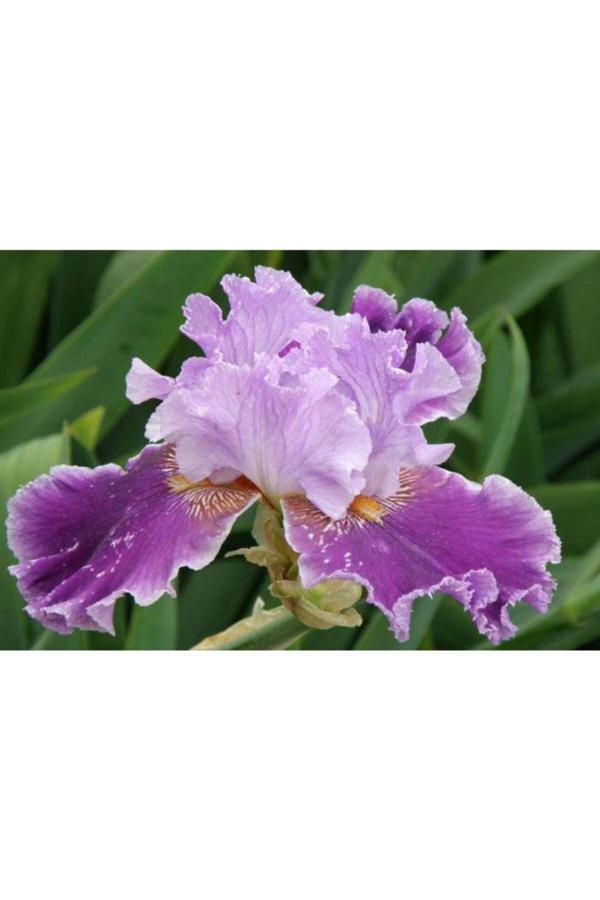 Gardenya Tohumculuk 2 Adet Renkli Iris (Süsen) Çiçeği Soğanı - Image 1