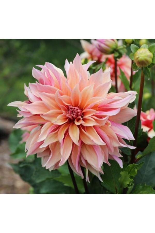 Gardenya Tohumculuk 1 Adet Soft Yıldız Çiçek Soğanı - Image 1