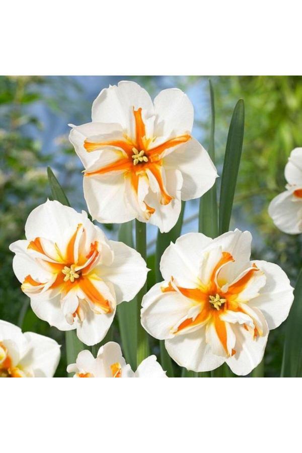 Royalteks Botanik Market 4 Adet Kırçıllı Nergis Çiçek Soğanı Kokulu - Image 1