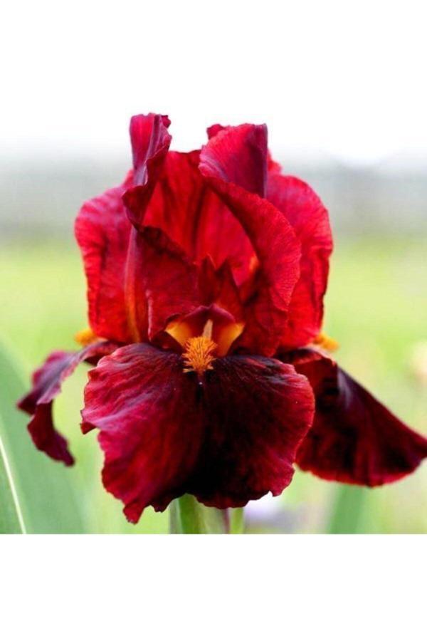 İlay Fidancılık Koyu Kırmızı Renk Iris Süsen Soganı - Image 1
