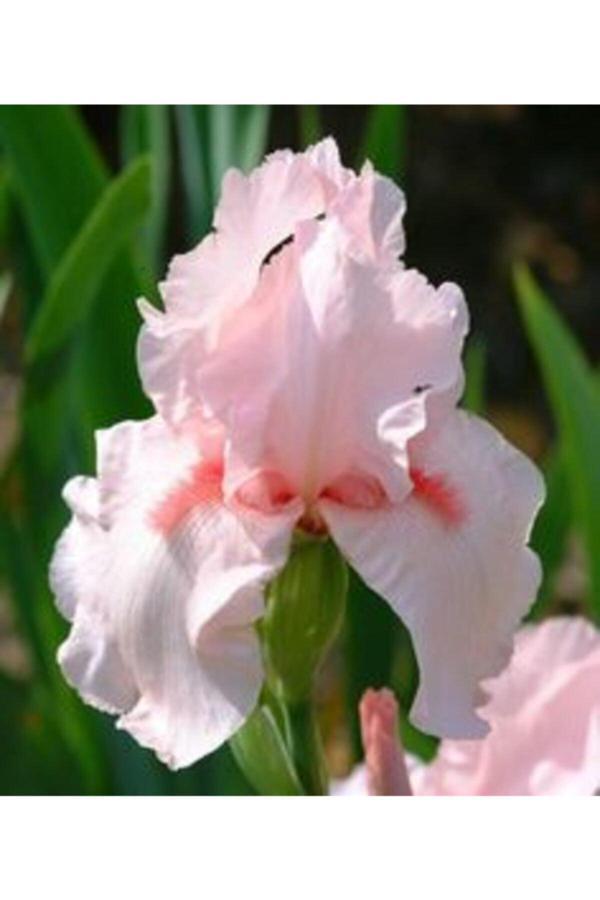 Gardenya Tohumculuk 2 Adet Iris (Süsen) Germenica Soft Pembe Renk Çiçek Soğanı - Image 1