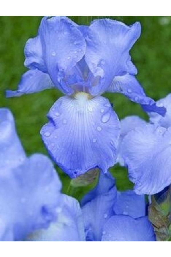 Gardenya Tohumculuk 2 Adet Iris Germenica Gök Mavi Renk Çiçek Soğanı - Image 1