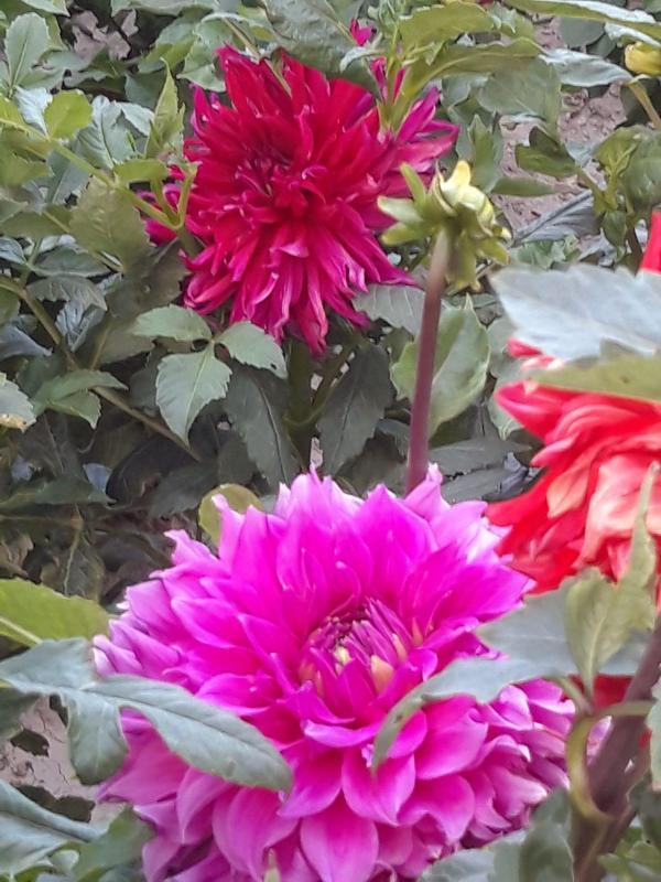 30 Adet Dev Yıldız Dahlia Çiçeği Soğanı Yumrusu 12 Renk Karışık Yumru Boyu 10 Cm.yeni Mahsul.. Çimlenme Garantilidir.. - Image 1