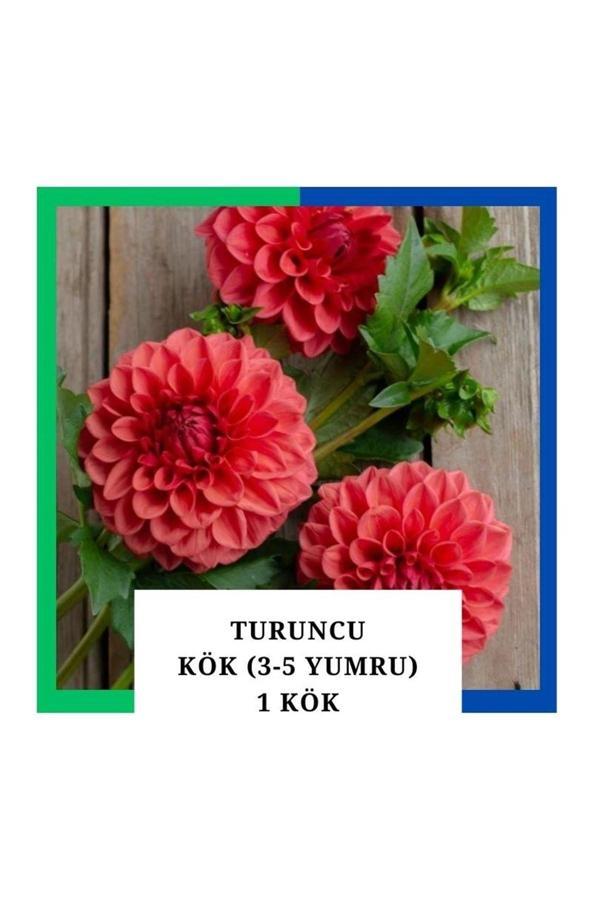 Tokasya Yıldız Çiçeği (Dahlia) Soğanı/Yumrusu - Turuncu 4-5 Yumru (1 Adet) - Image 1