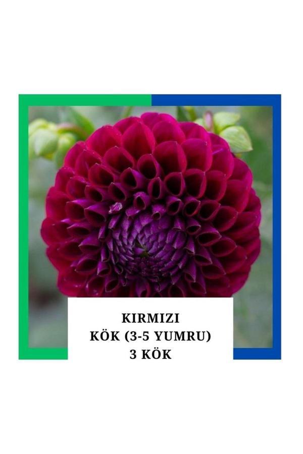 Tokasya Yıldız Çiçeği (Dahlia) Soğanı/Yumrusu - Kırmızı 4-5 Yumru (3 Adet) - Image 1