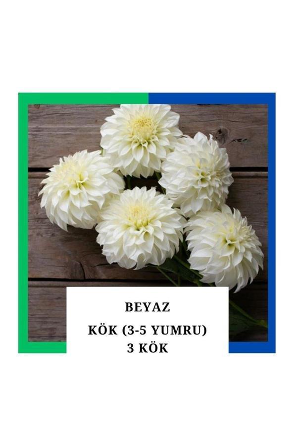Tokasya Yıldız Çiçeği Soğanı Yumrusu - Beyaz 4-5 Yumru (3 Adet) - Image 1