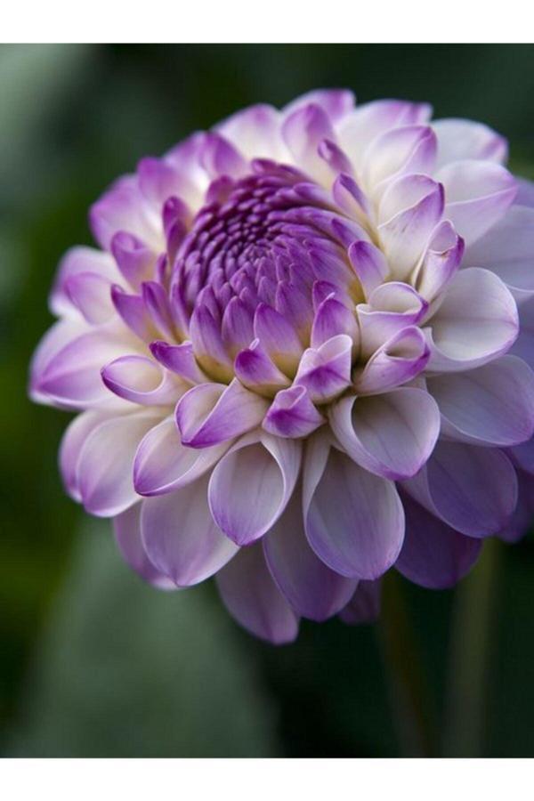 Gardenya Tohumculuk 1 Adet Geçiş Lila Ponpon Dahlia (Yıldız) Çiçek Soğanı - Image 1