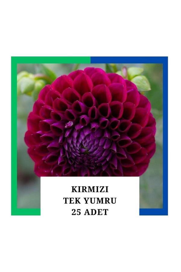 Tokasya Yıldız Çiçeği (Dahlia) Soğanı/Yumrusu - Kırmızı 1 Yumru (25 Adet) - Image 1