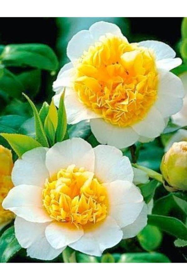 Gardenya Tohumculuk 6 Adet Katmerli Sarı Göbek Kokulu Nergis Çiçek Soğanı - Image 1