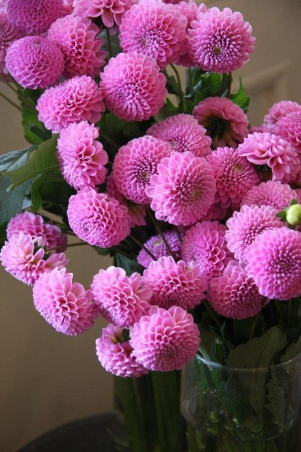 Gardenya Tohumculuk Pembe Ponpon Yıldız Çiçek Soğanı 1 Adet - Image 1